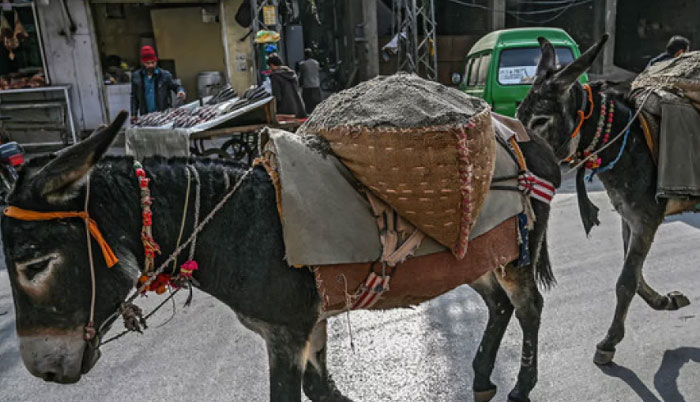 গাধার সংখ্যা বাড়ছে পাকিস্তানে