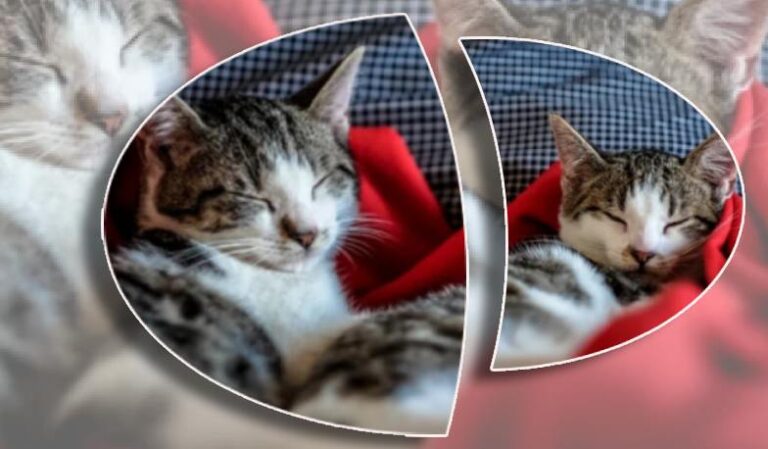 শীতে পোষা প্রাণীর বিশেষ যত্ন